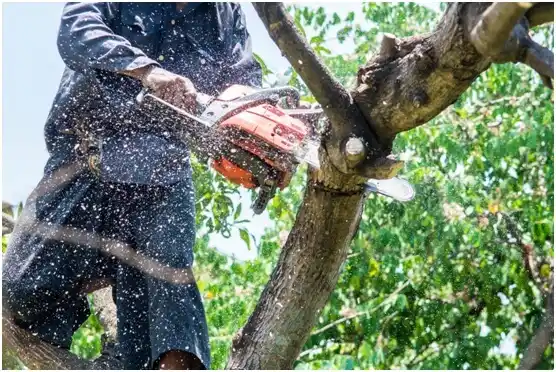 tree services Timmonsville